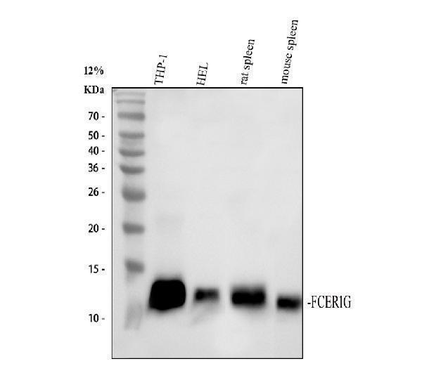 a06420 fcer1g primary antibodies wb testing 1