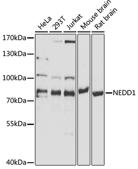 Western blot analysis of extracts of various cell lines, using NEDD1 antibody  at 1:1000 dilution