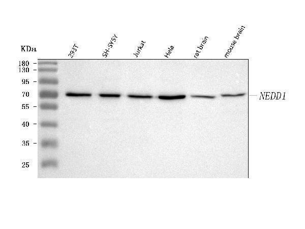  Western blot analysis of NEDD1 using anti-NEDD1 antibody (A06427-2)