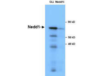 Anti-NEDD1 in Western Blot using Boster Immunochemicals' Anti-NEDD1 Antibody shows detection of a 73 kDa band corresponding to endogenous NEDD1 in lysates of S phase HeLa cells silenced for either control Luciferase or NEDD1