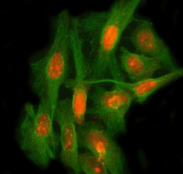 a06433 2 leo1 primary antibodies if testing 10