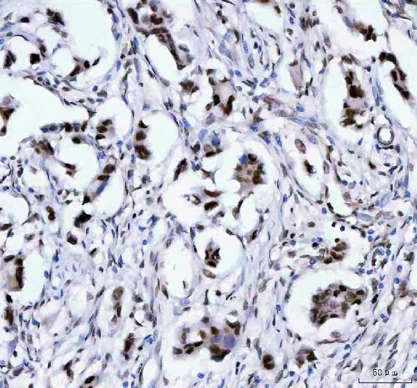  IHC analysis of LEO1 using anti-LEO1 antibody (A06433-2)