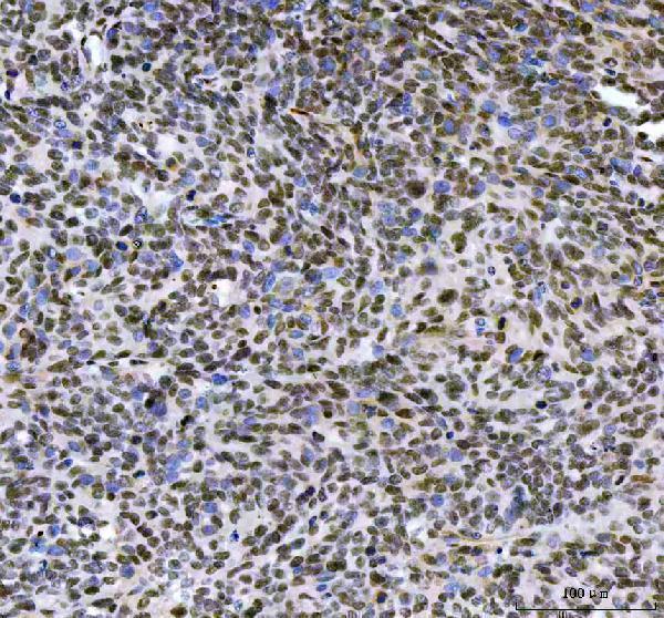  IHC analysis of LEO1 using anti-LEO1 antibody (A06433-2)
