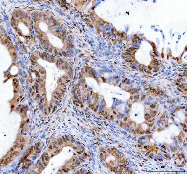 a06433 2 leo1 primary antibodies ihc testing 4