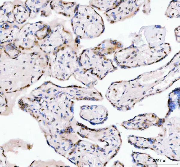 a06433 2 leo1 primary antibodies ihc testing 5