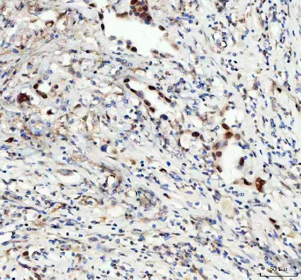 a06433 2 leo1 primary antibodies ihc testing 6