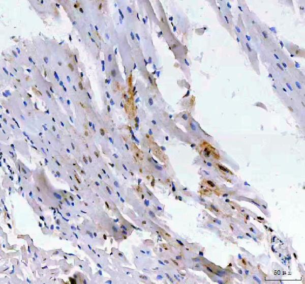 a06433 2 leo1 primary antibodies ihc testing 7