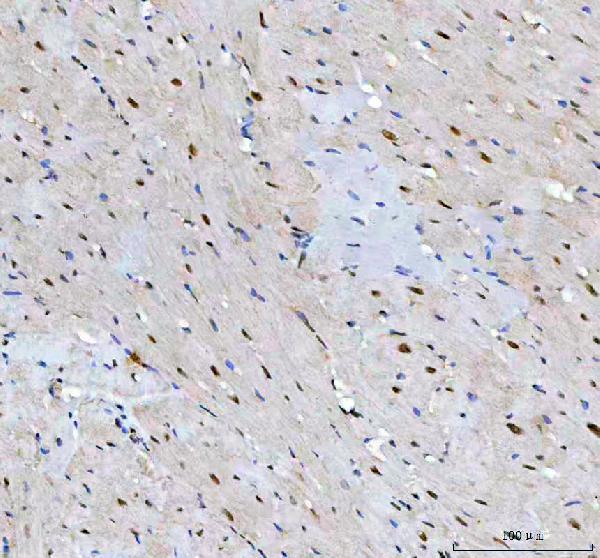 a06433 2 leo1 primary antibodies ihc testing 8