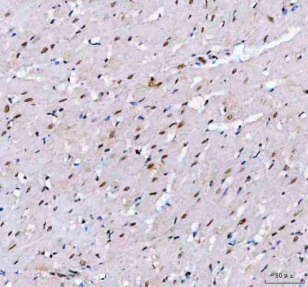 a06433 2 leo1 primary antibodies ihc testing 9