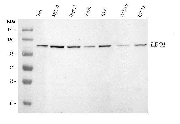  Western blot analysis of LEO1 using anti-LEO1 antibody (A06433-2)