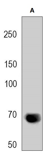 Western blot analysis of CD307e expression in Mouse Liver (A) whole cell lysates