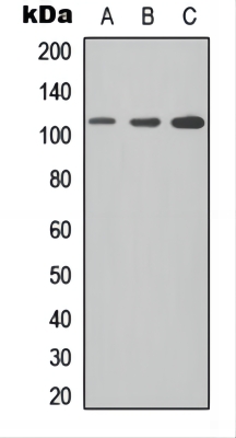 Western blot analysis of CD307e expression in Jurkat (A), NS-1 (B), PC12 (C) whole cell lysates