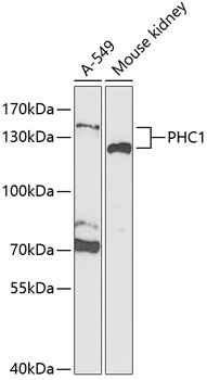 Western blot analysis of extracts of various cell lines, using PHC1 Antibody  at 1:1000 dilution