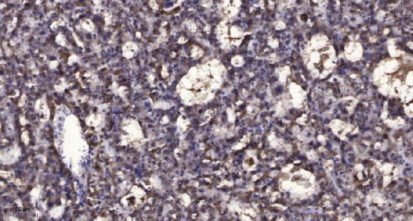 a06438 rxfp3 primary antibodies ihc testing 1