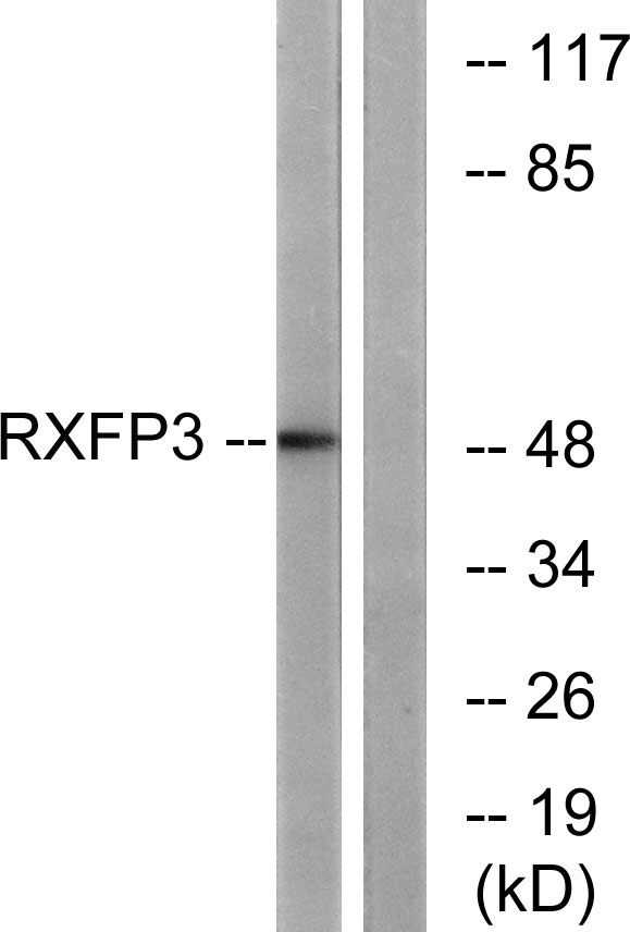 a06438 rxfp3 primary antibodies wb testing 2