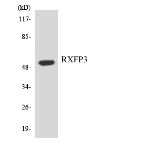 a06438 rxfp3 primary antibodies wb testing 3