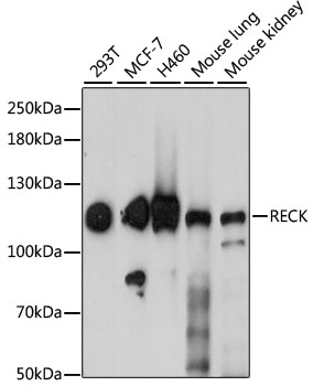 a06439 2 reck primary antiboties wb testing 1