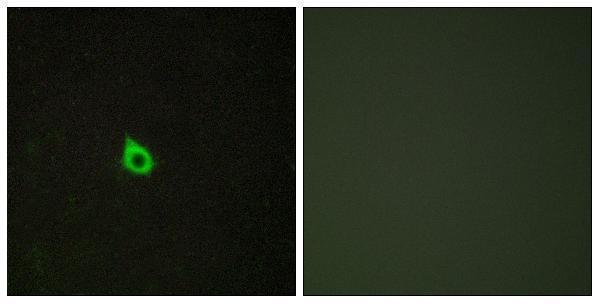 a06439 reck primary antibodies if testing 1