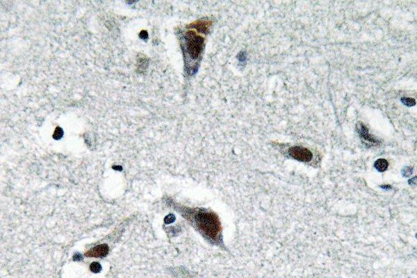 Immunohistochemistry (IHC) analyzes of RFC3 (L227) pAb in paraffin-embedded human brain tissue