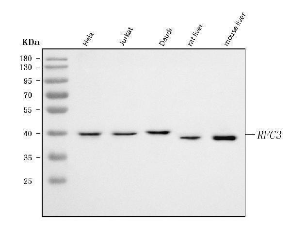  Western blot analysis of RFC3 using anti-RFC3 antibody (A06442-2)