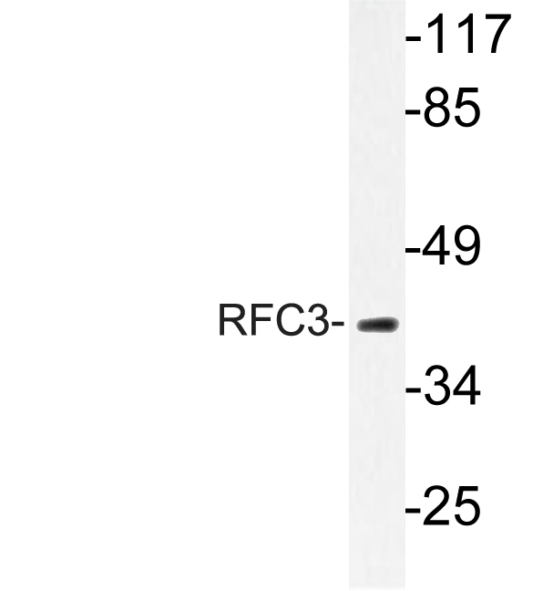 a06442 rfc3 primary antibodies wb testing 3