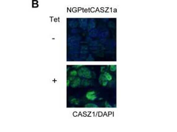 a06443 casz1 primary antibodies if testing 6