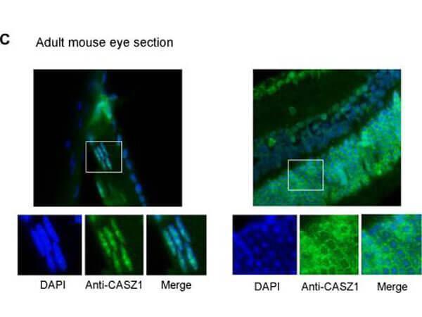 a06443 casz1 primary antibodies if testing 7