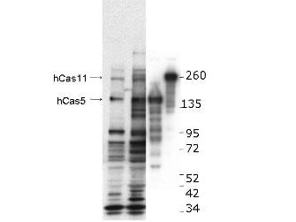 a06443 casz1 primary antibodies wb testing 1
