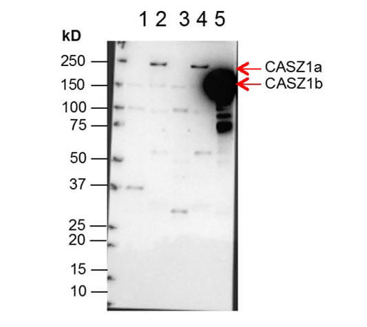 a06443 casz1 primary antibodies wb testing 2