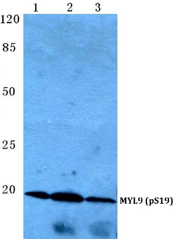 a06446s19 myl9 primary antiboties wb testing 1