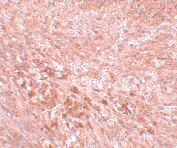 a06452 sec16b primary antibodies ihc testing 2