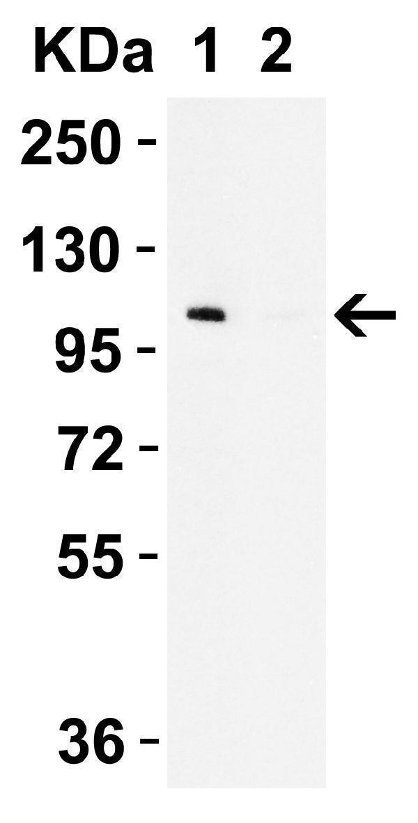 a06452 sec16b primary antibodies wb testing 1