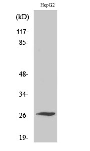 a06453 scn4b primary antibodyes wb testing 1