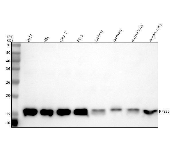 a06454 rps26 primary antibodies wb testing 1