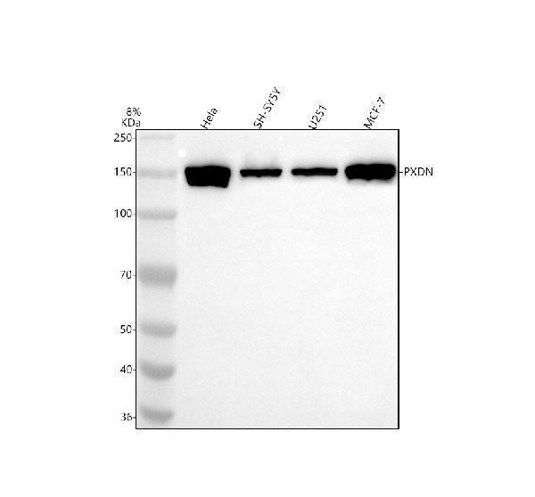  Western blot analysis of PXDN using anti-PXDN antibody (A06456-1)