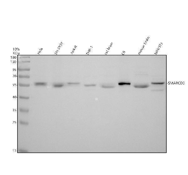Western blot analysis of SMARCD3 using anti-SMARCD3 antibody (A06464-1)
