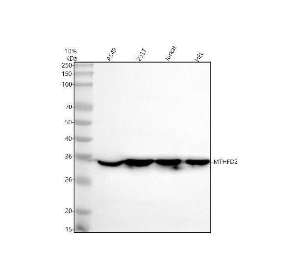 a06465 1 mthfd2 primary antibodies wb testing 1
