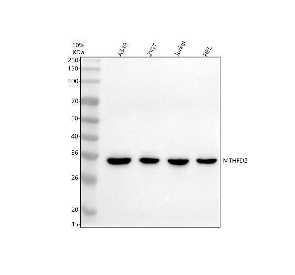 a06465 2 mthfd2 primary antibodies wb testing 1