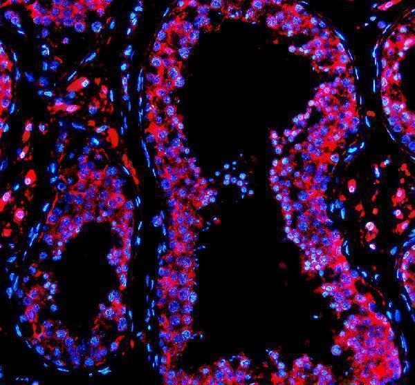 a06466 2 pde6d primary antibodies if testing 2
