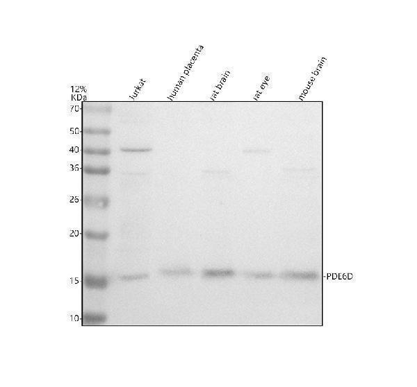 Western blot analysis of PDE6D using anti-PDE6D antibody (A06466-2)