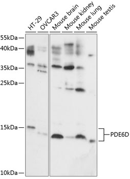 Western blot analysis of extracts of various cell lines, using PDE6D antibody  at 1:1000 dilution