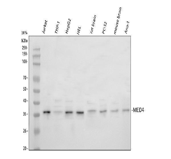 a06467 1 med4 primary antibodies wb testing 1_1