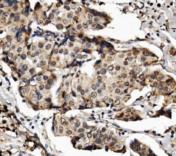 a06467 2 med4 primary antibodies ihc testing 2