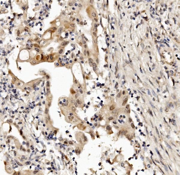 a06467 2 med4 primary antibodies ihc testing 3