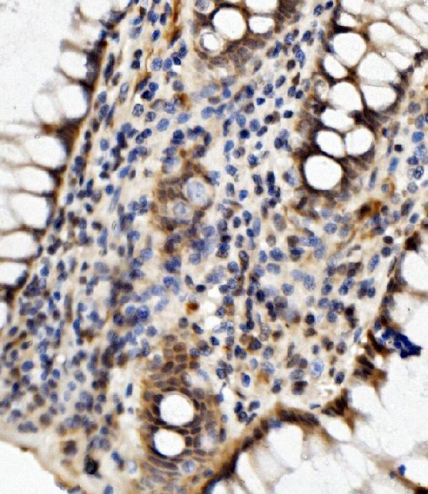 a06467 2 med4 primary antibodies ihc testing 4