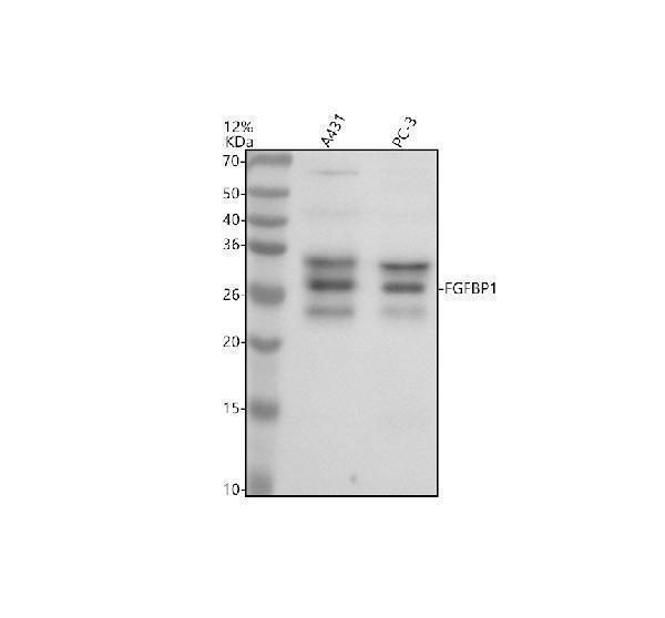 Western blot analysis of FGFBP1 using anti-FGFBP1 antibody (A06468-1)