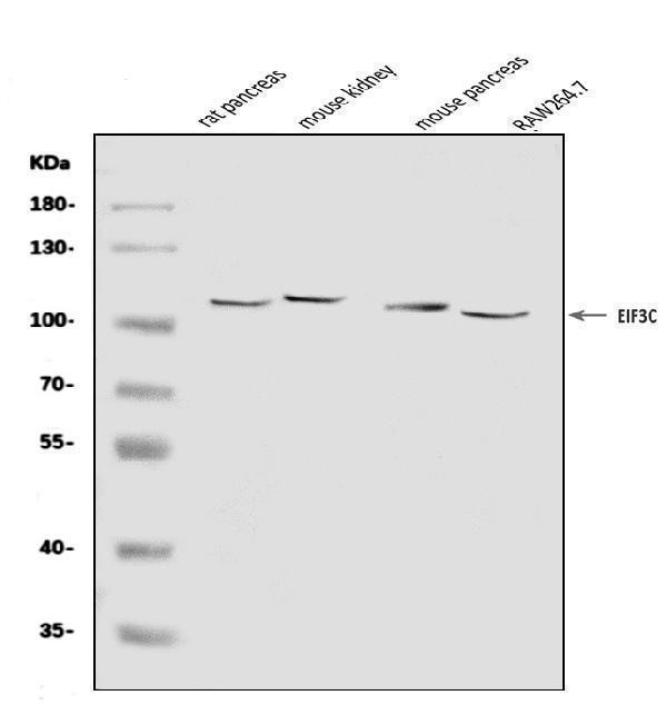 Western blot analysis of EIF3C using anti-EIF3C antibody (A06470-1)