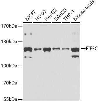 a06470 eif3c primary antiboties wb testing 1