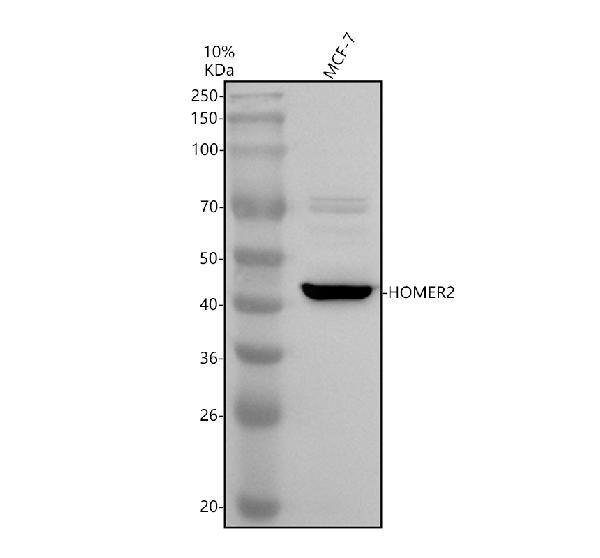 a06474 1 homer2 primary antibodies wb testing 1