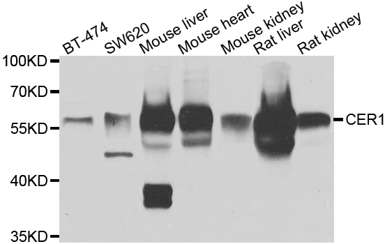Western blot analysis of extracts of various cell lines, using CER1 antibody